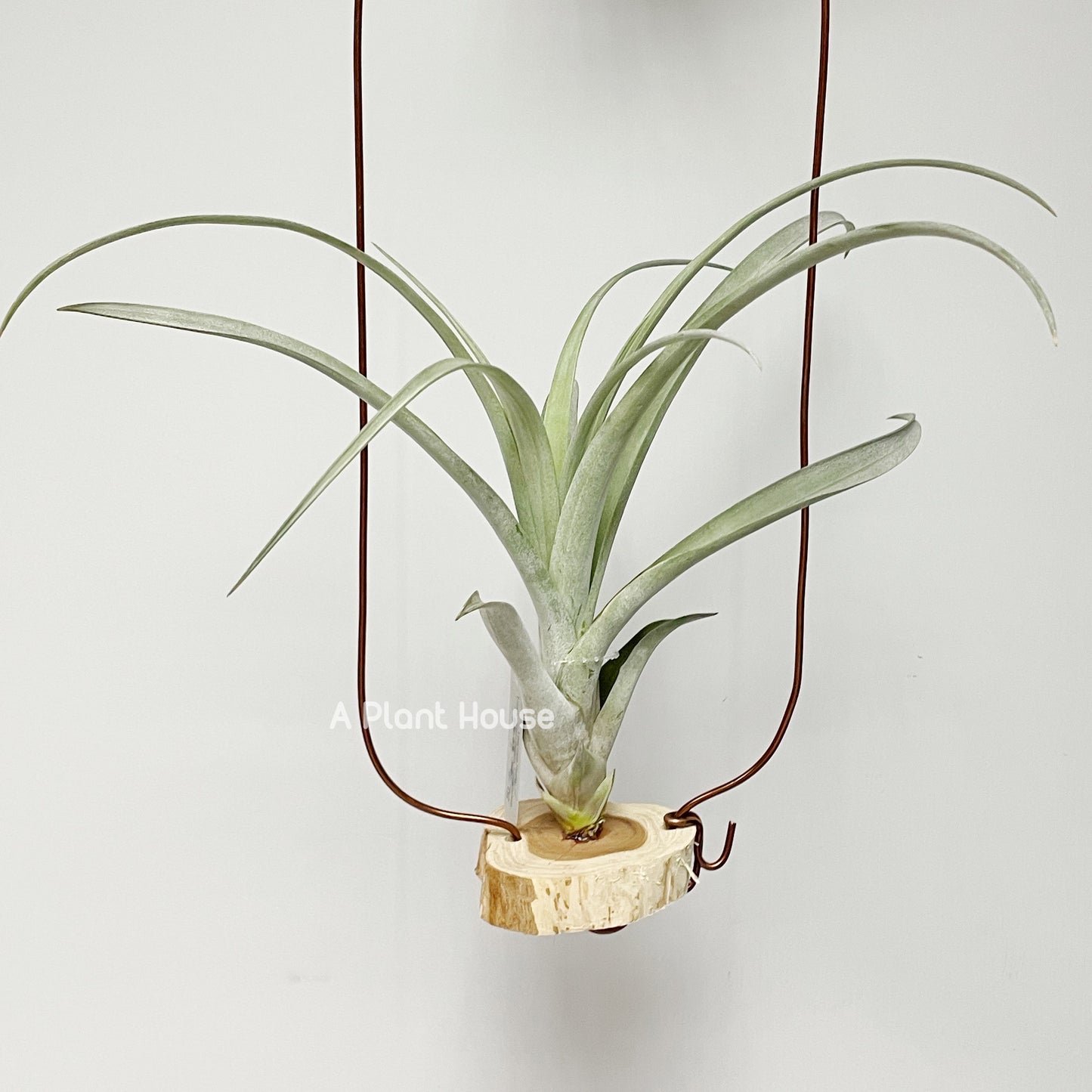 Tillandsia Padre