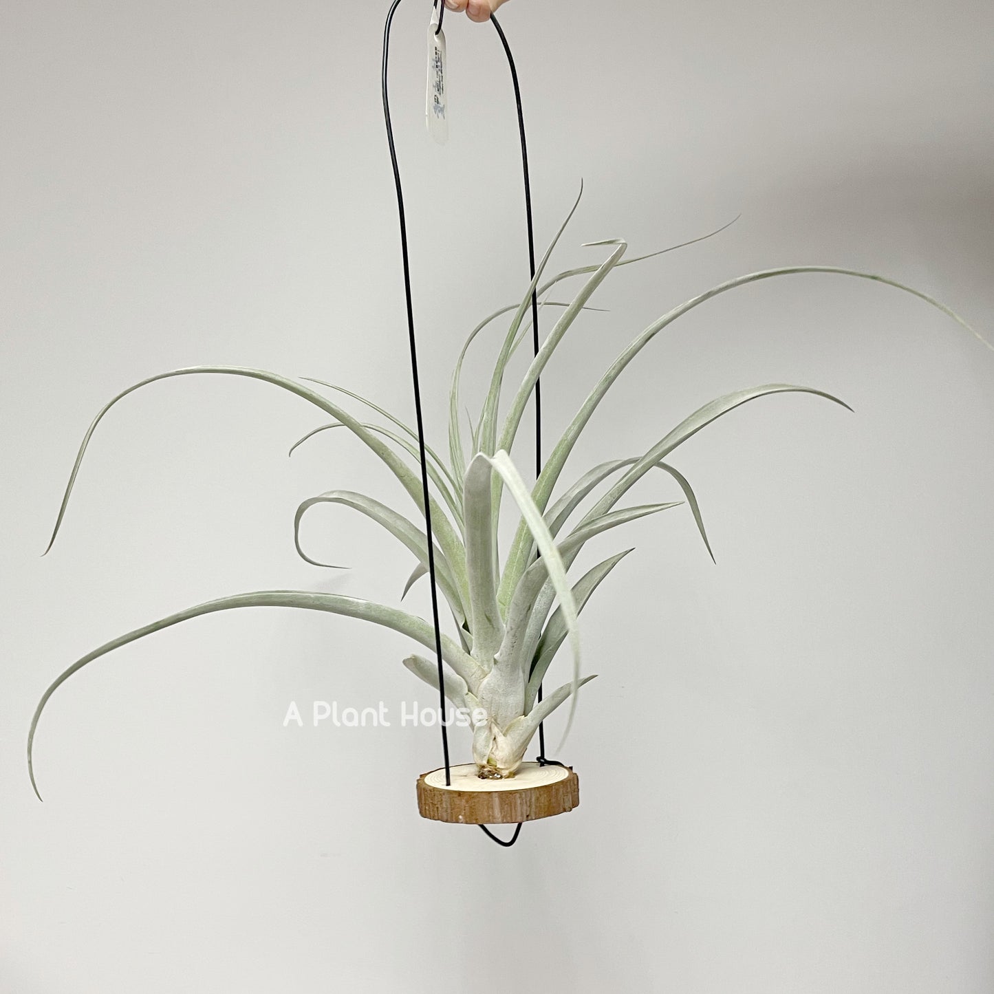 Tillandsia Mr Mal Mele