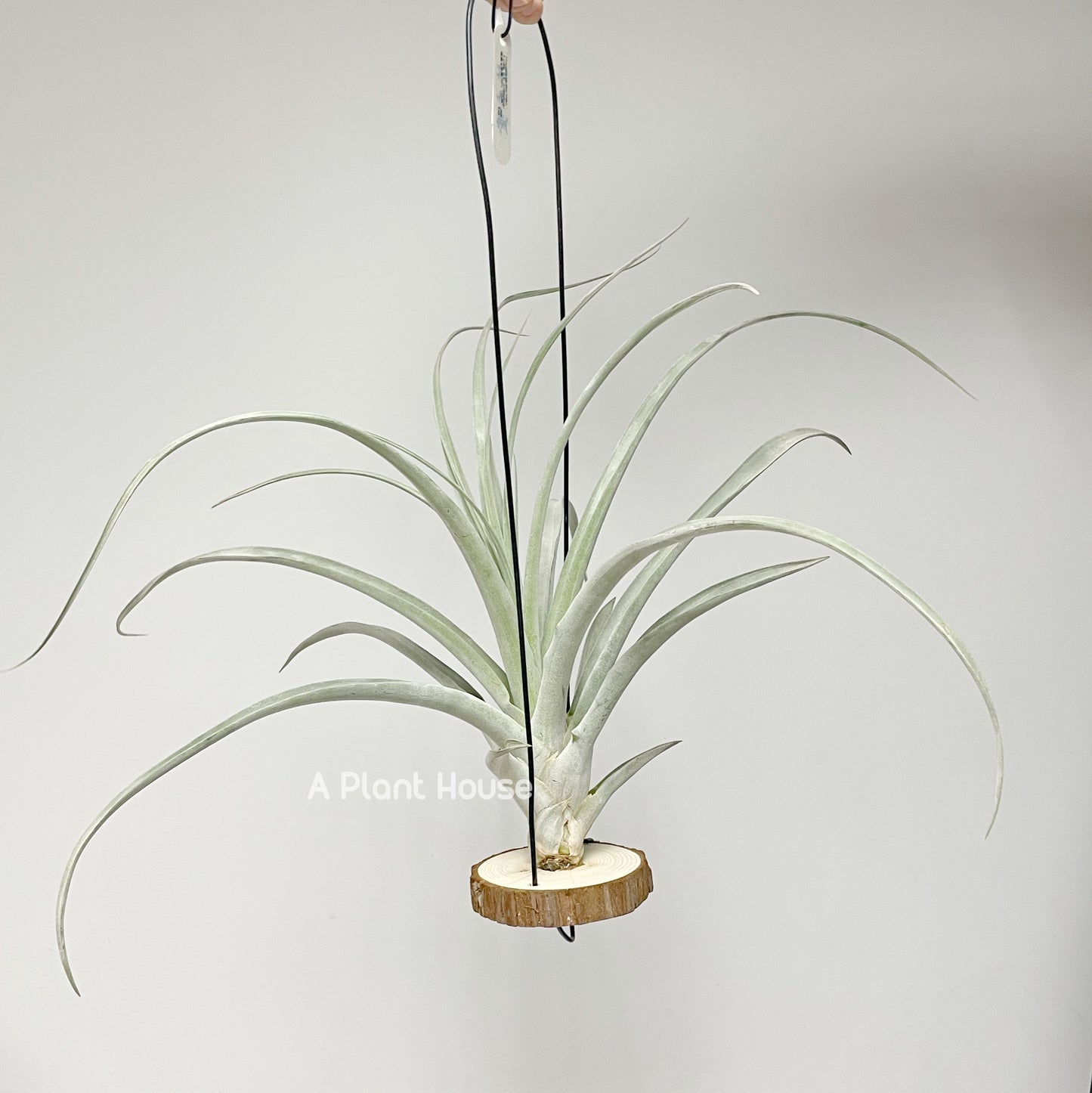 Tillandsia Mr Mal Mele