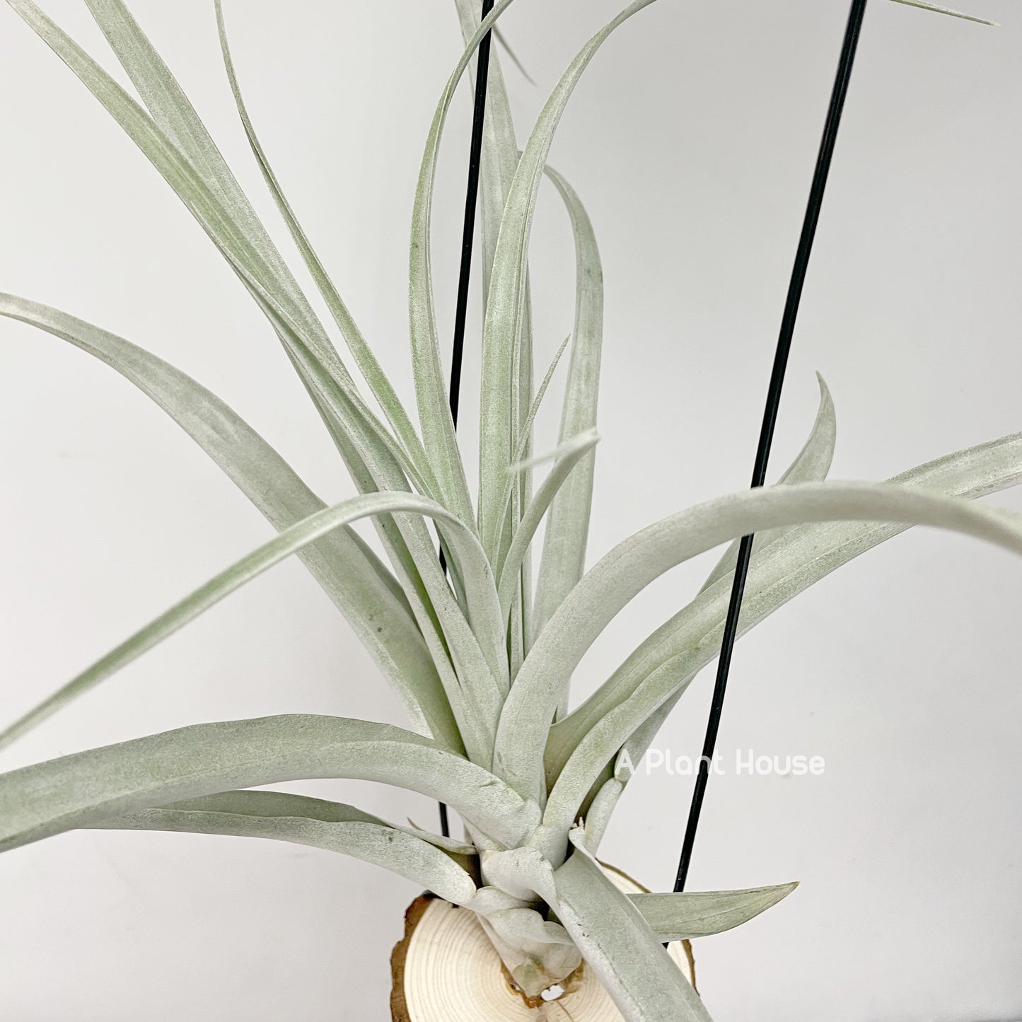 Tillandsia Mr Mal Mele