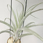 Tillandsia Mr Mal Mele