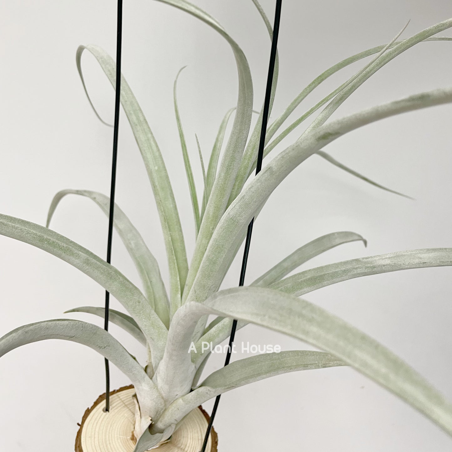 Tillandsia Mr Mal Mele