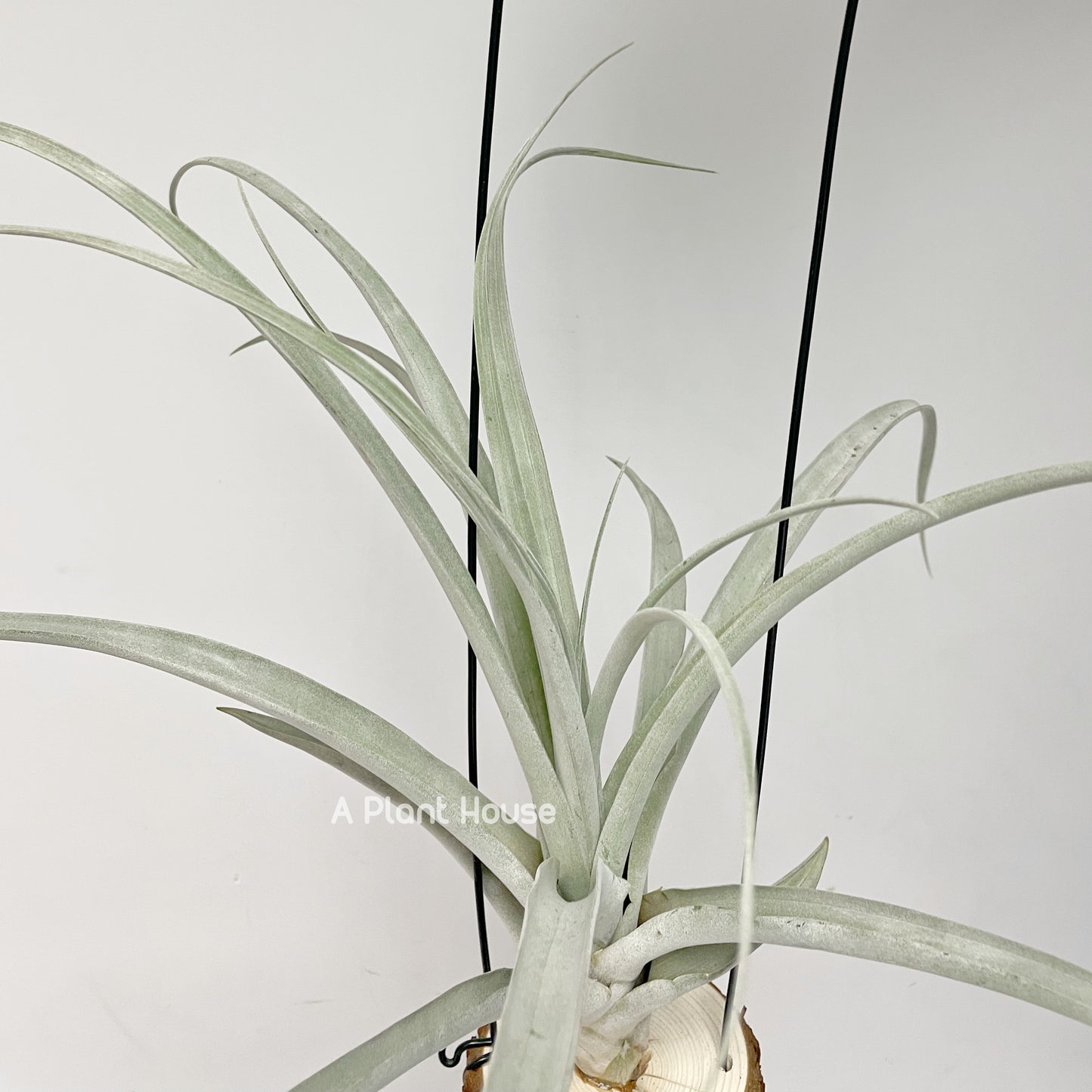 Tillandsia Mr Mal Mele