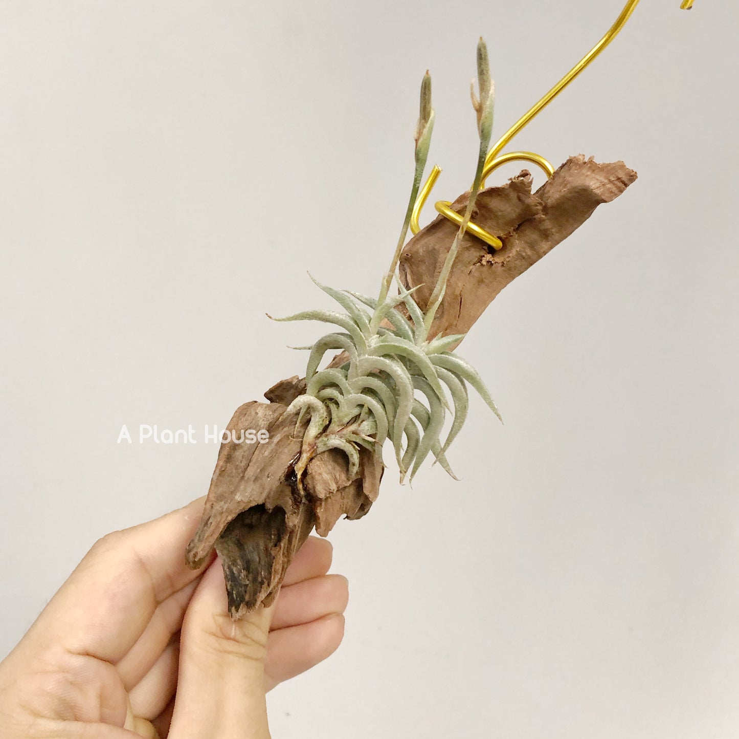 Tillandsia Hirta