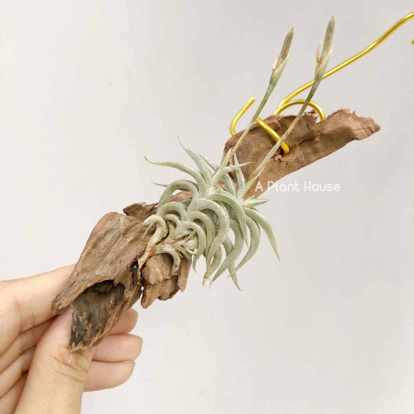 Tillandsia Hirta