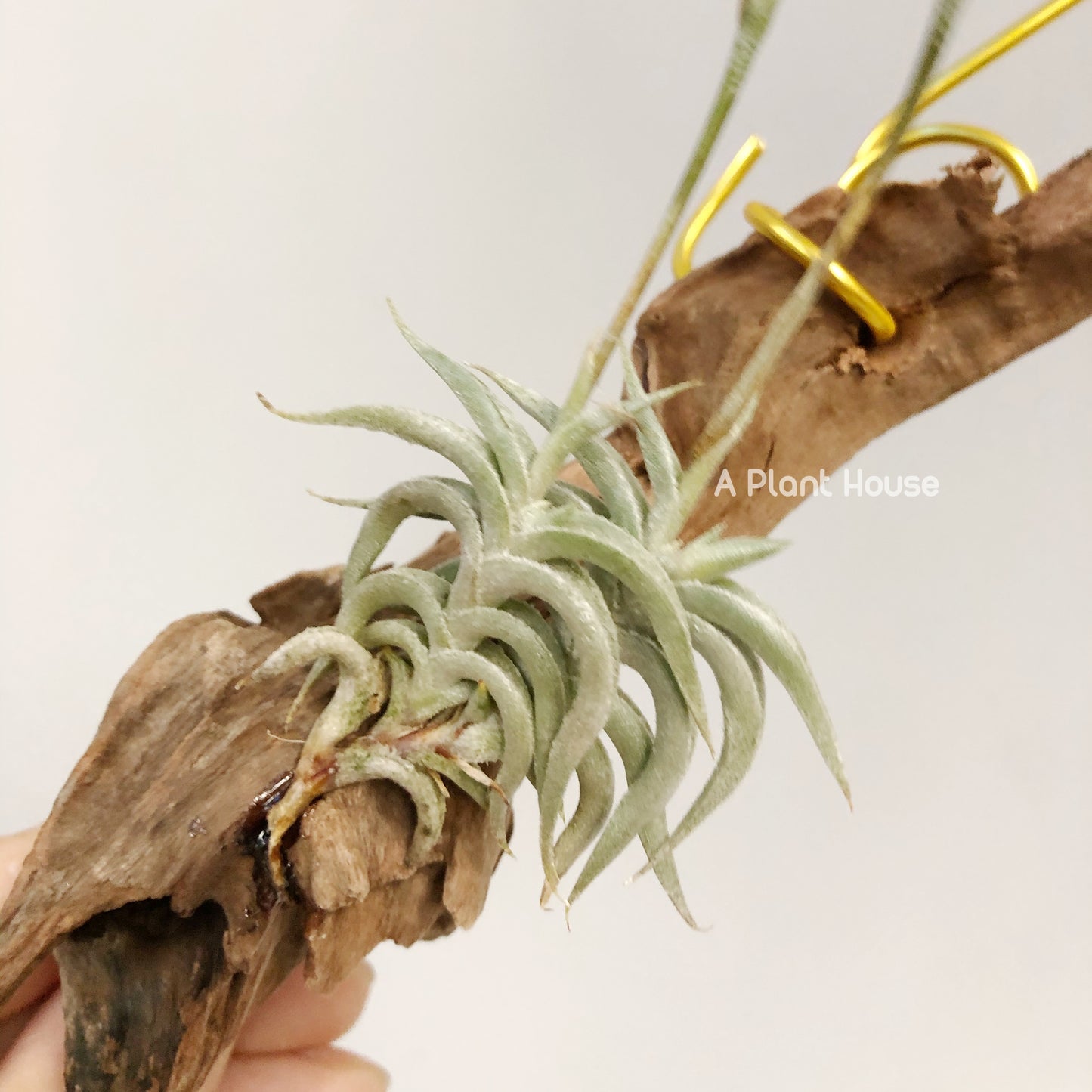 Tillandsia Hirta