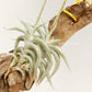 Tillandsia Hirta