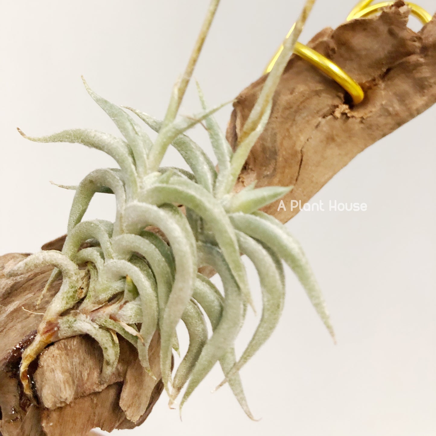 Tillandsia Hirta