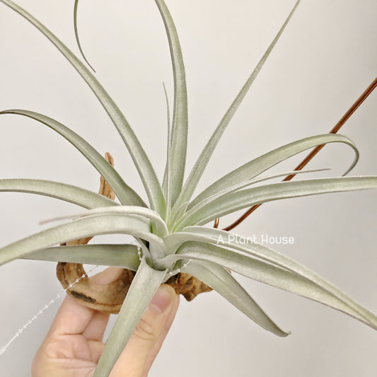 Tillandsia Lorentziana