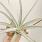 Tillandsia Lorentziana