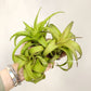 Tillandsia Streptophylla Mexico