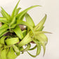 Tillandsia Streptophylla Mexico