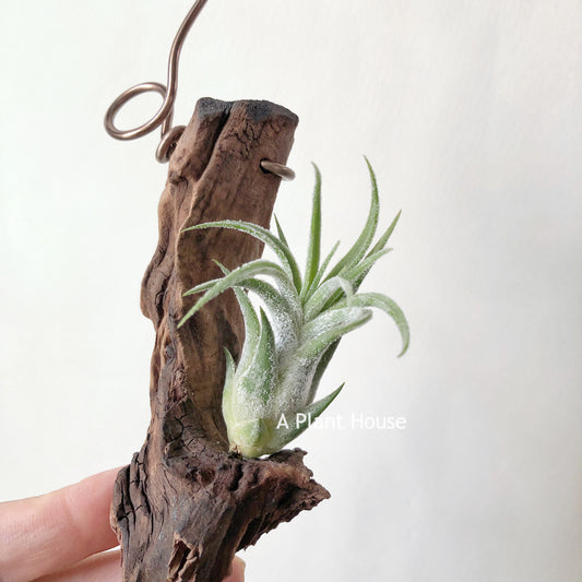 Tillandsia Pruinosa x Seleriana