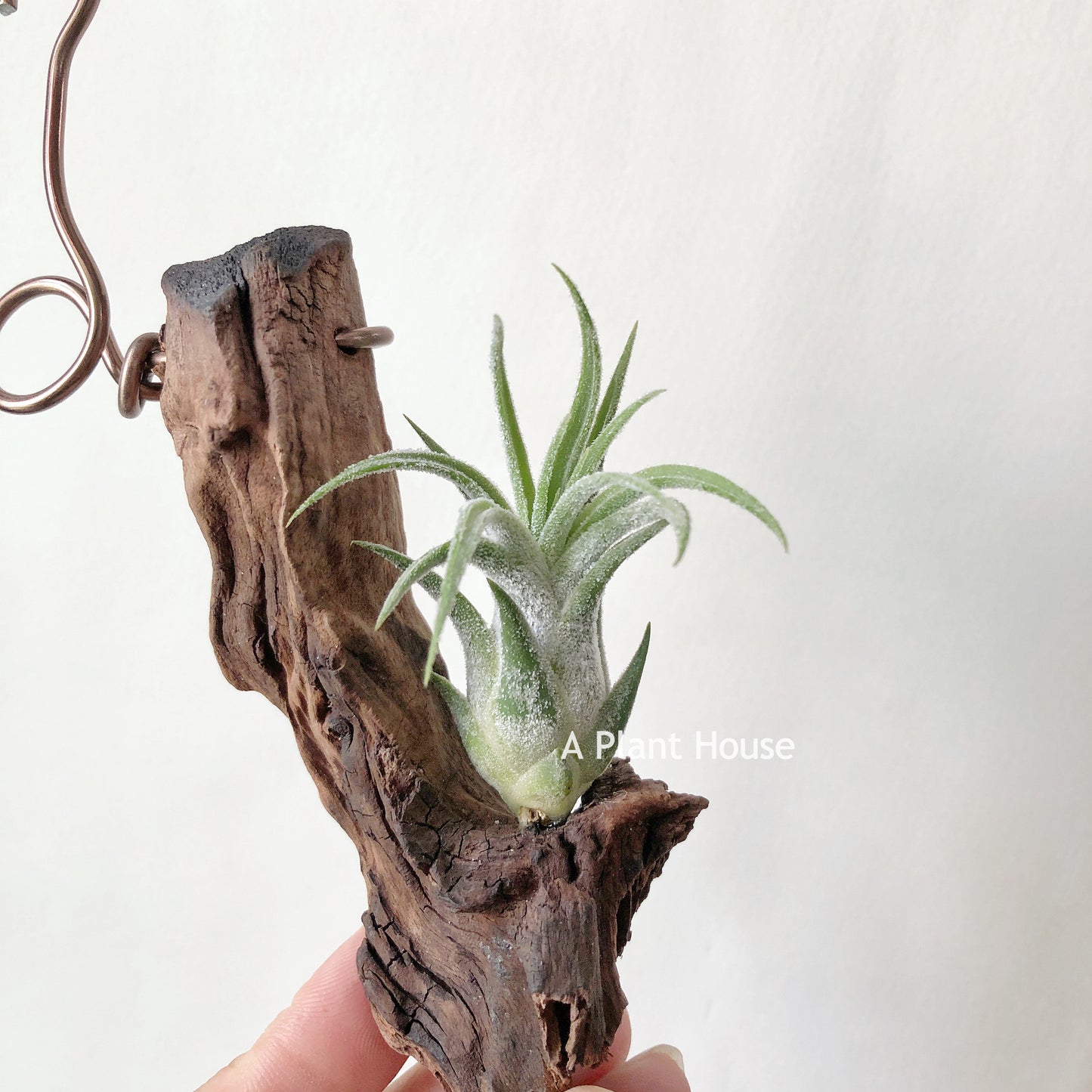 Tillandsia Pruinosa x Seleriana