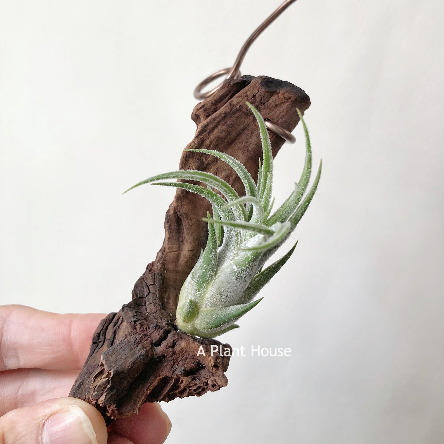 Tillandsia Pruinosa x Seleriana