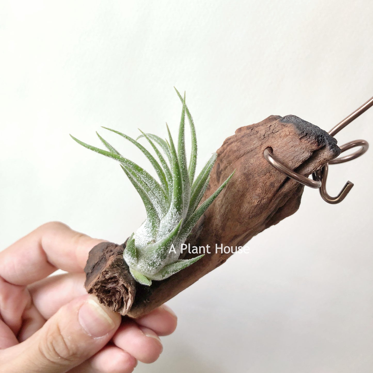 Tillandsia Pruinosa x Seleriana