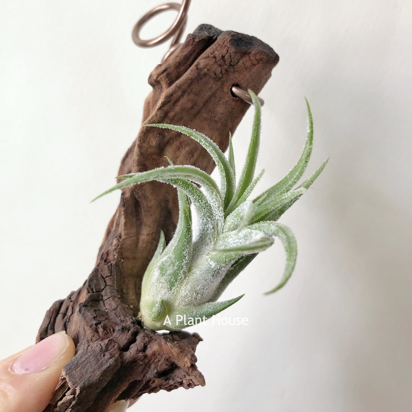 Tillandsia Pruinosa x Seleriana