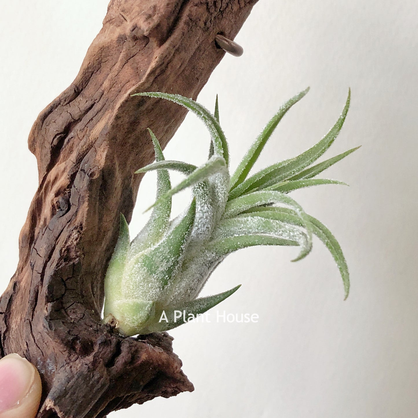 Tillandsia Pruinosa x Seleriana