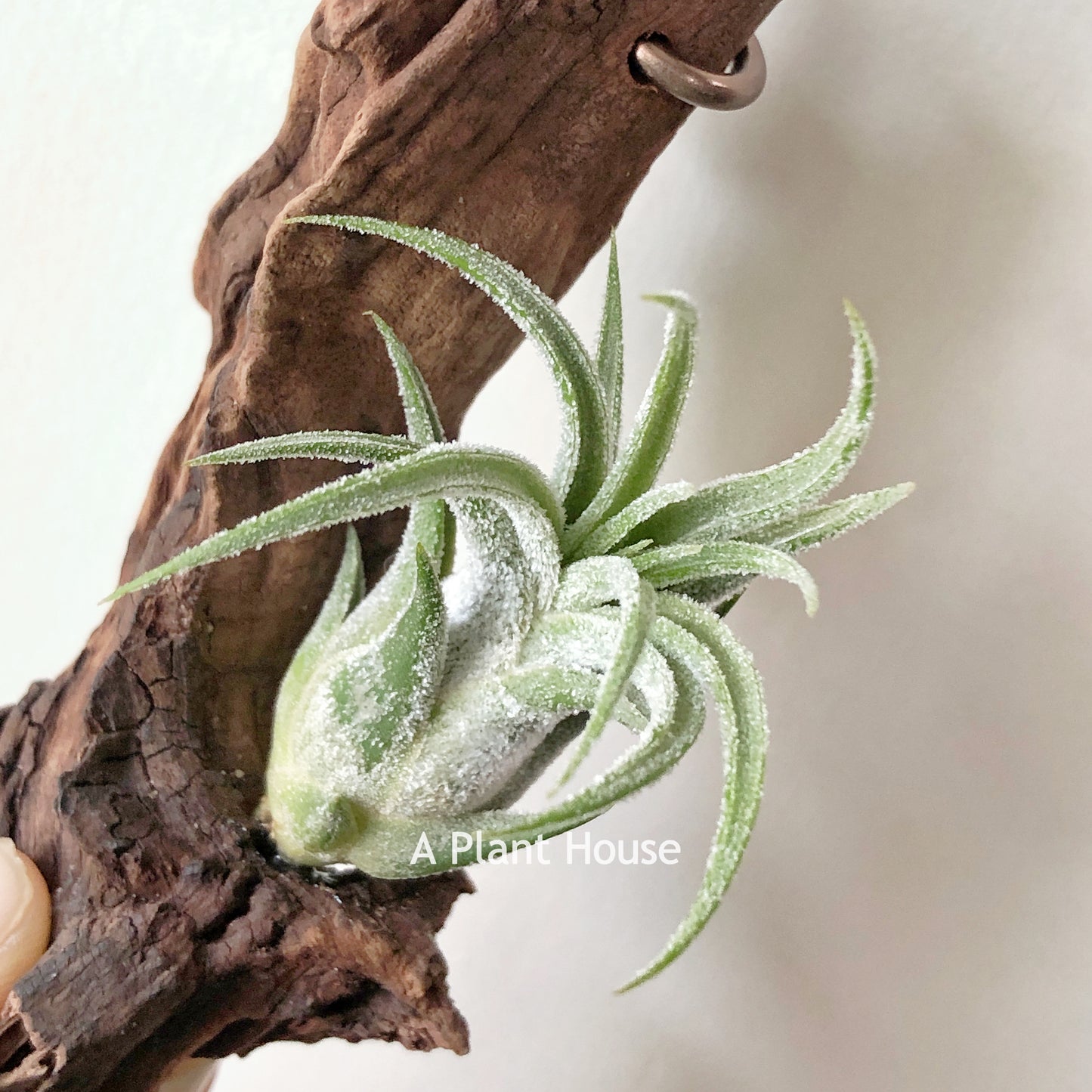 Tillandsia Pruinosa x Seleriana