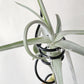 Tillandsia Duratii Giant Clone