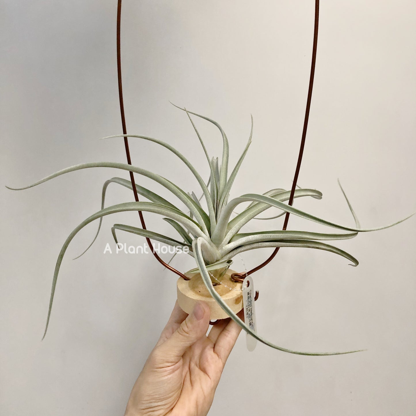 Tillandsia Matecumbe