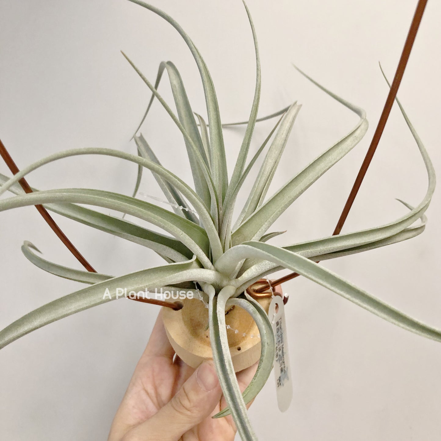 Tillandsia Matecumbe