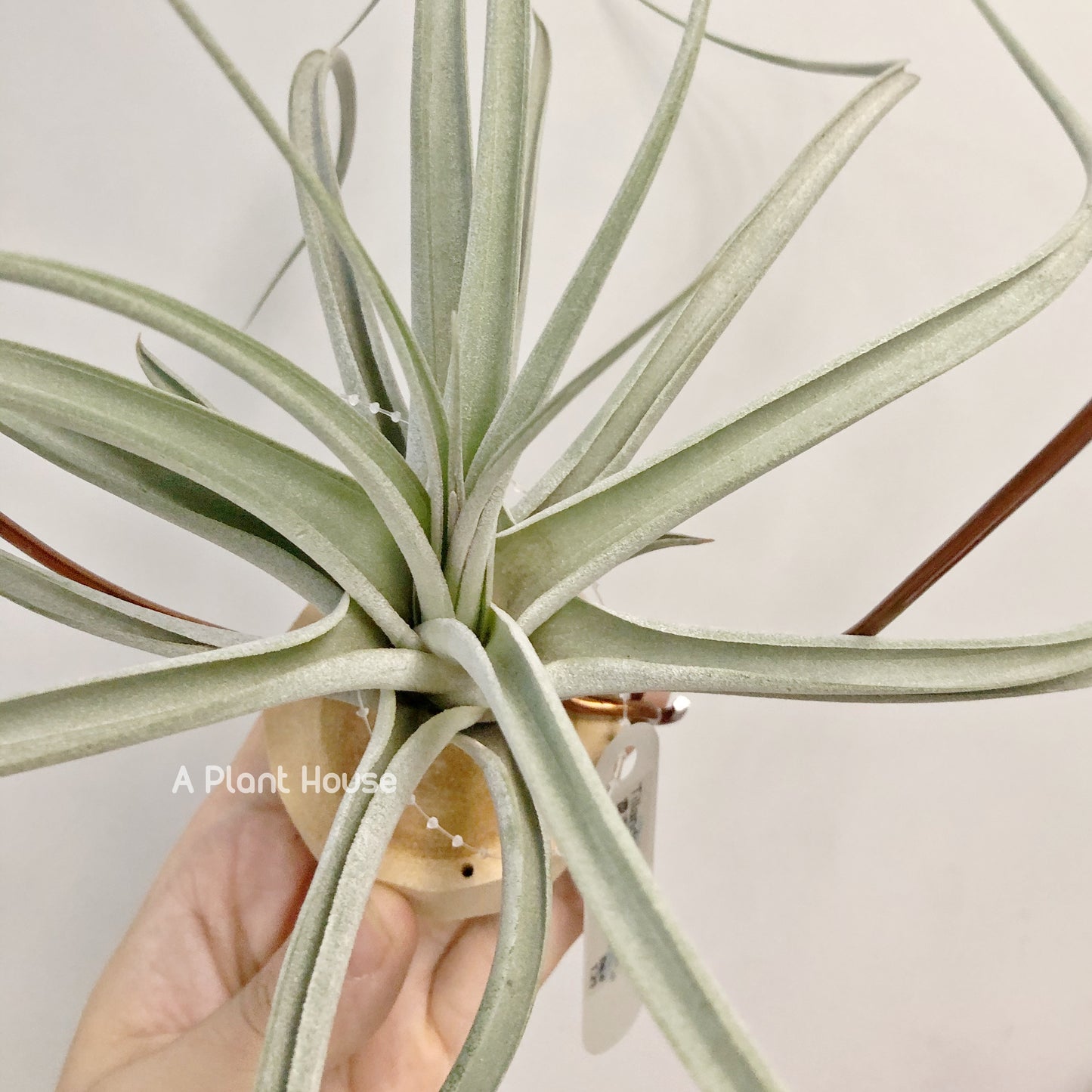 Tillandsia Matecumbe