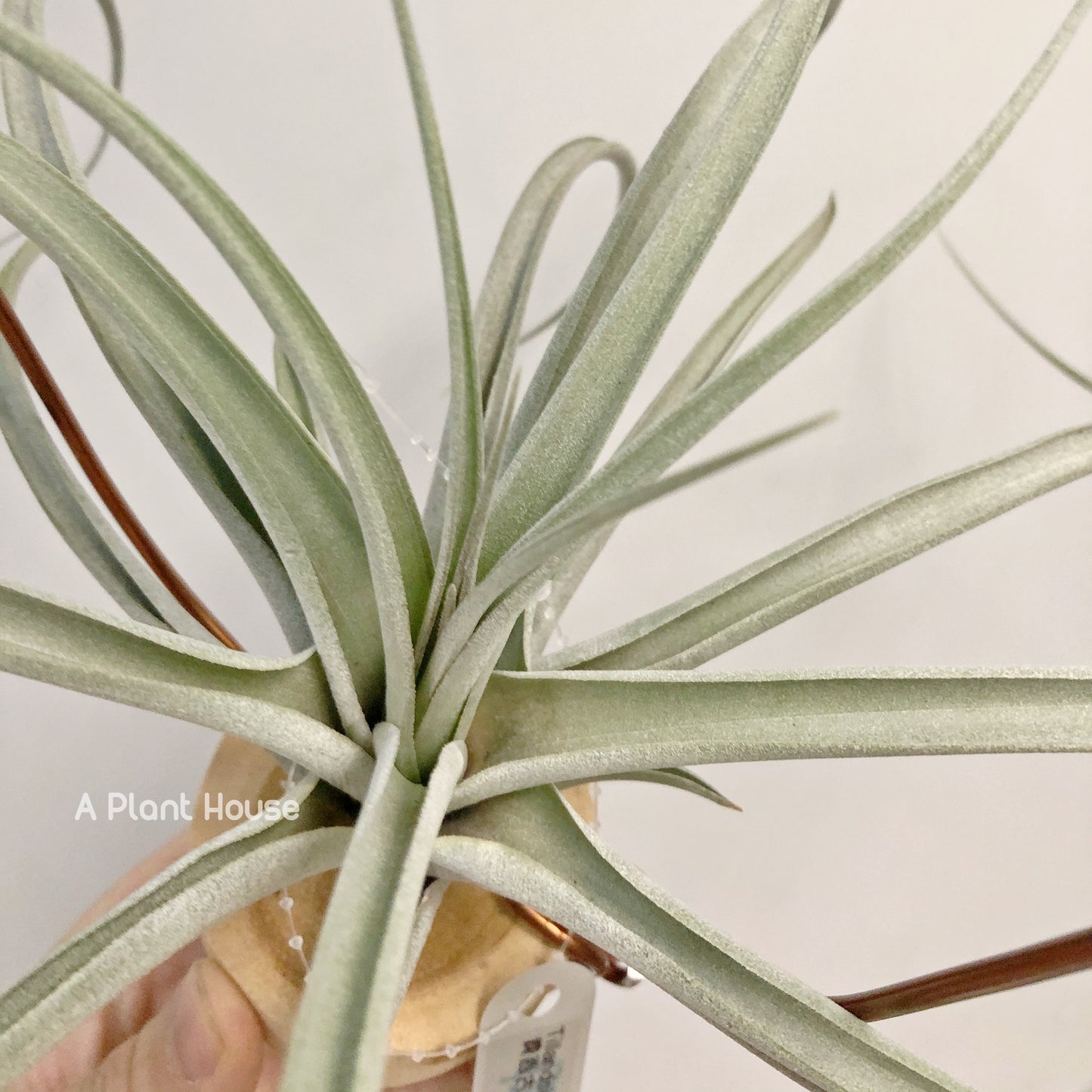 Tillandsia Matecumbe