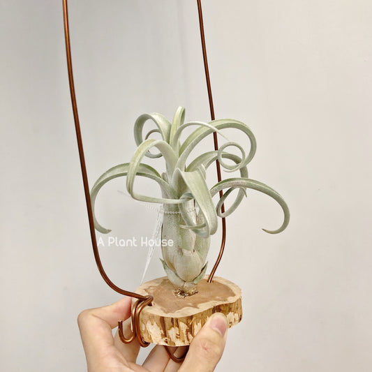 Tillandsia Sister Theresa