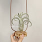 Tillandsia Sister Theresa