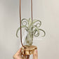 Tillandsia Sister Theresa