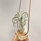 Tillandsia Sister Theresa
