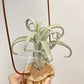 Tillandsia Sister Theresa