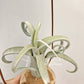 Tillandsia Sister Theresa