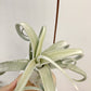 Tillandsia Sister Theresa