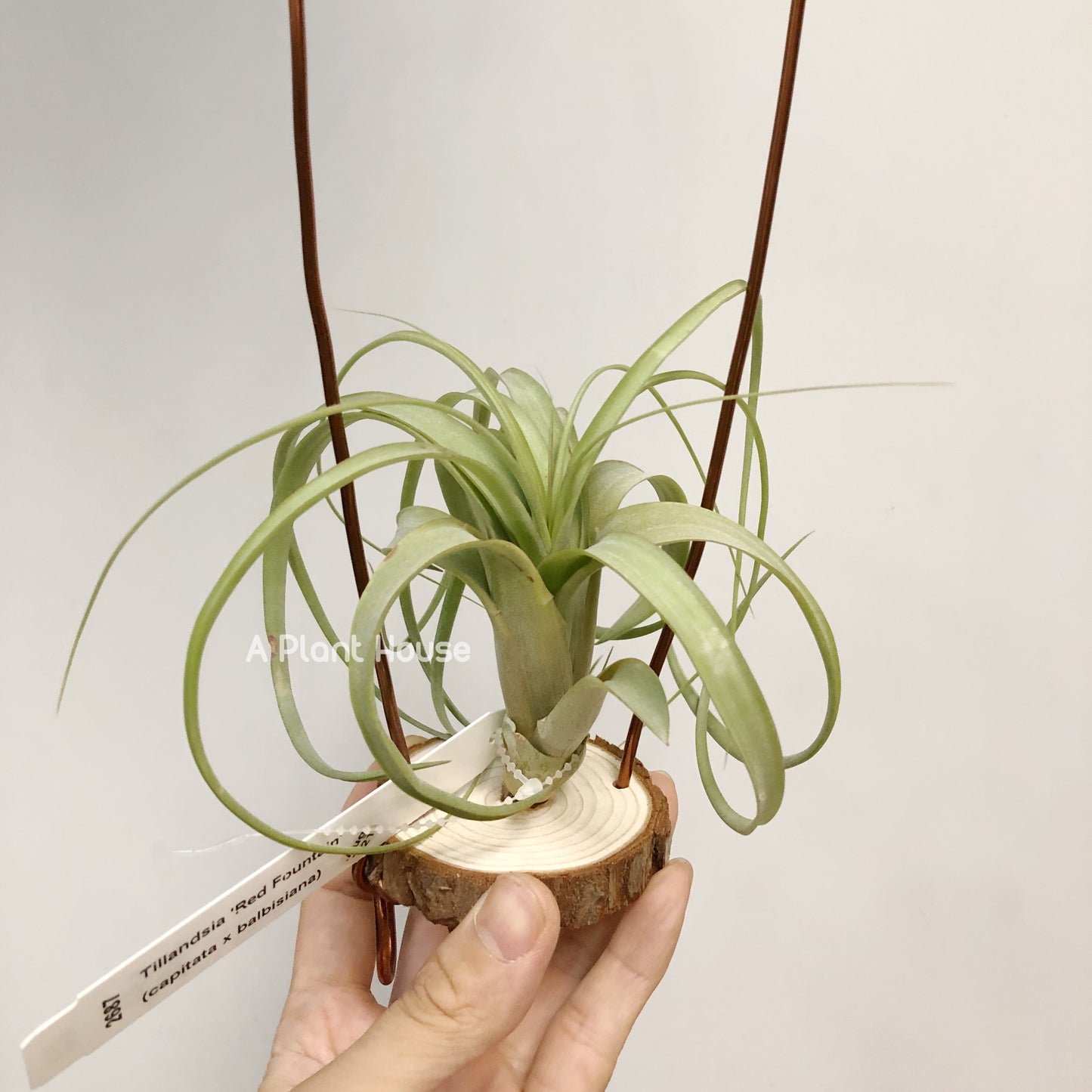 Tillandsia Red Fountain