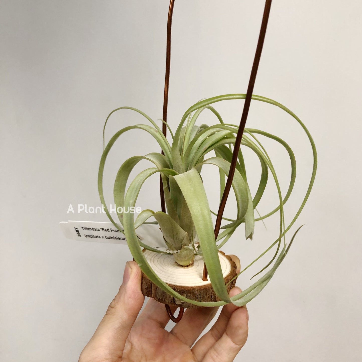 Tillandsia Red Fountain