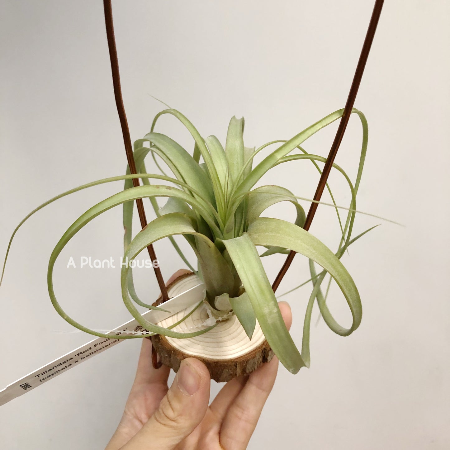 Tillandsia Red Fountain