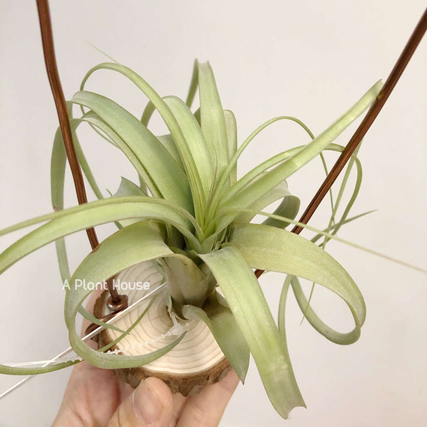 Tillandsia Red Fountain