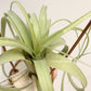 Tillandsia Red Fountain