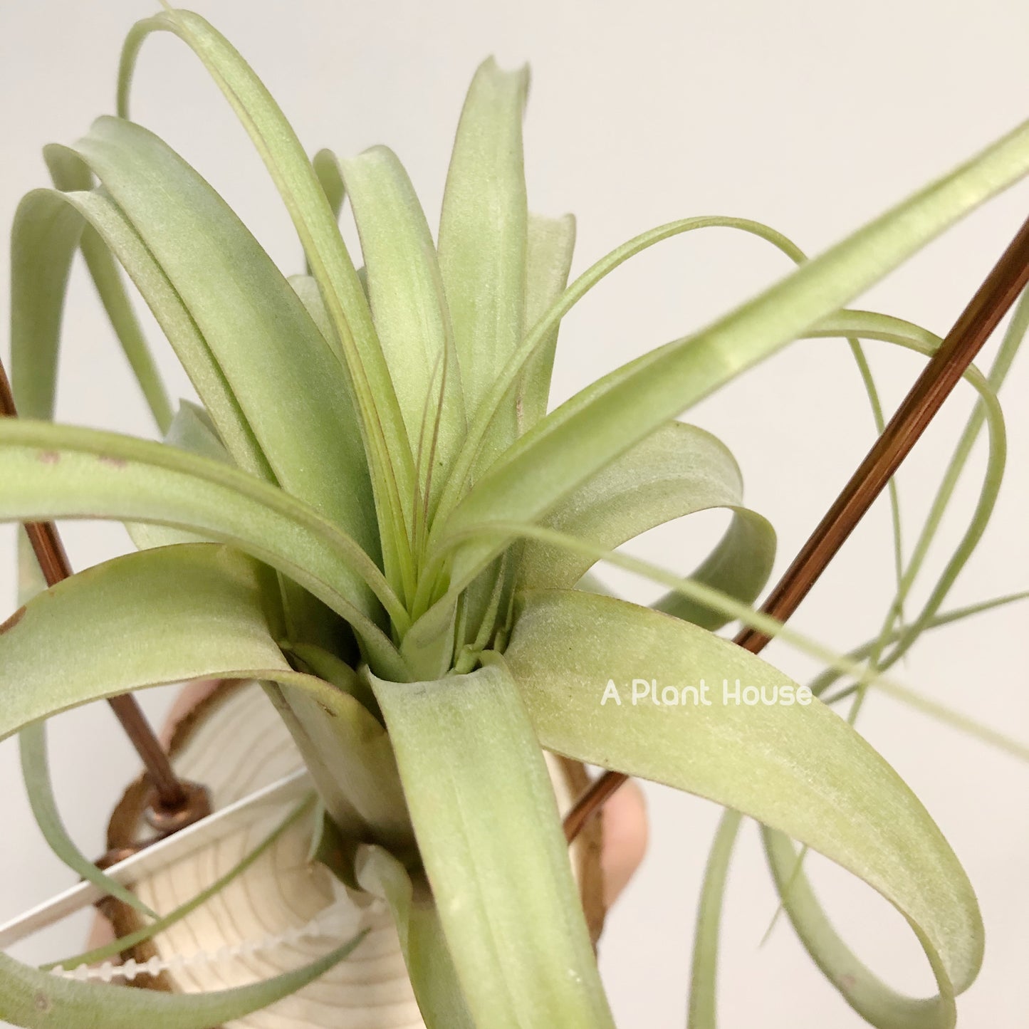 Tillandsia Red Fountain