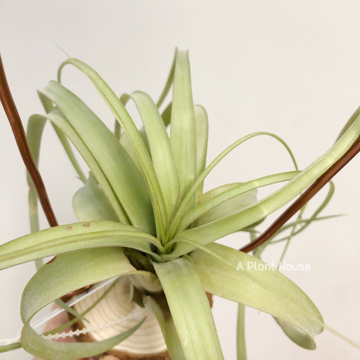 Tillandsia Red Fountain