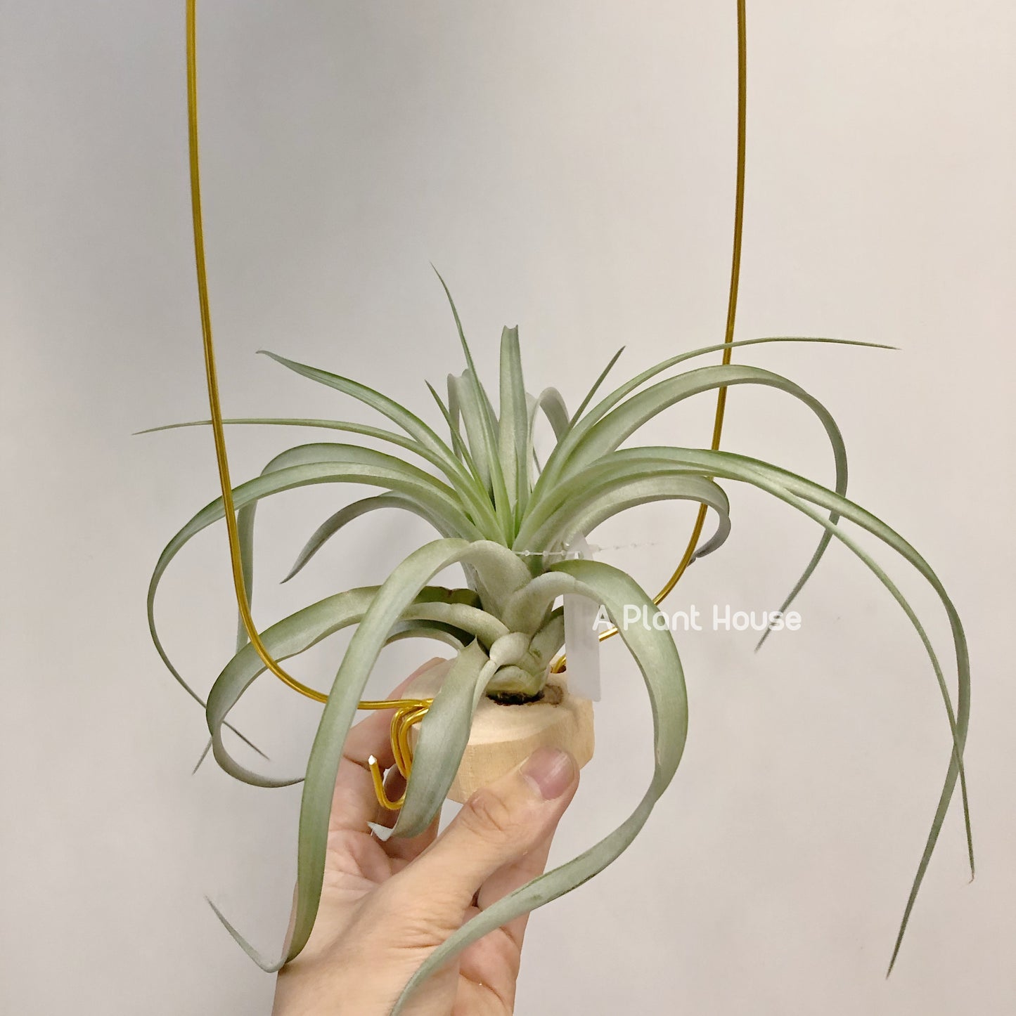 Tillandsia Sphaerocephala x Streptophylla