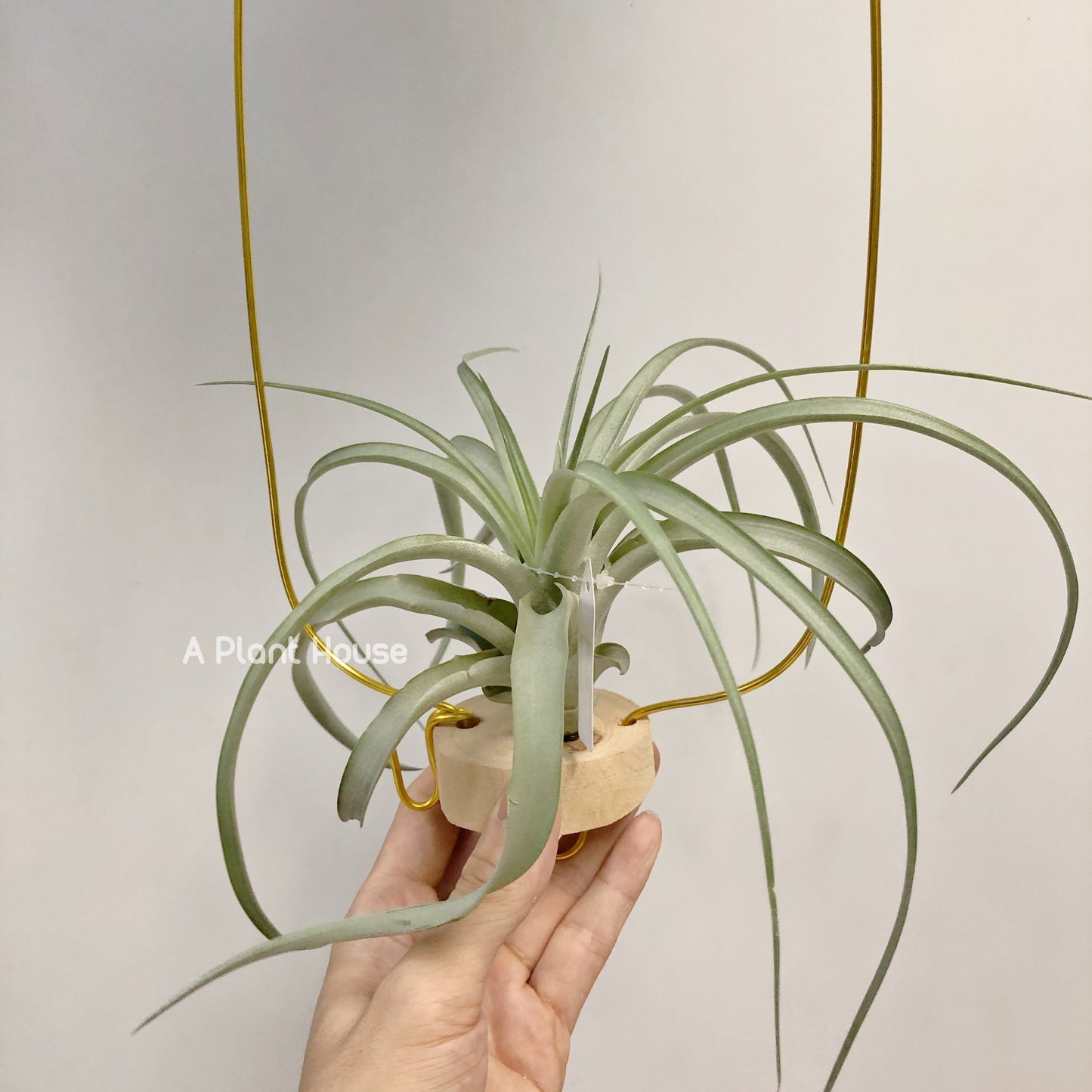 Tillandsia Sphaerocephala x Streptophylla