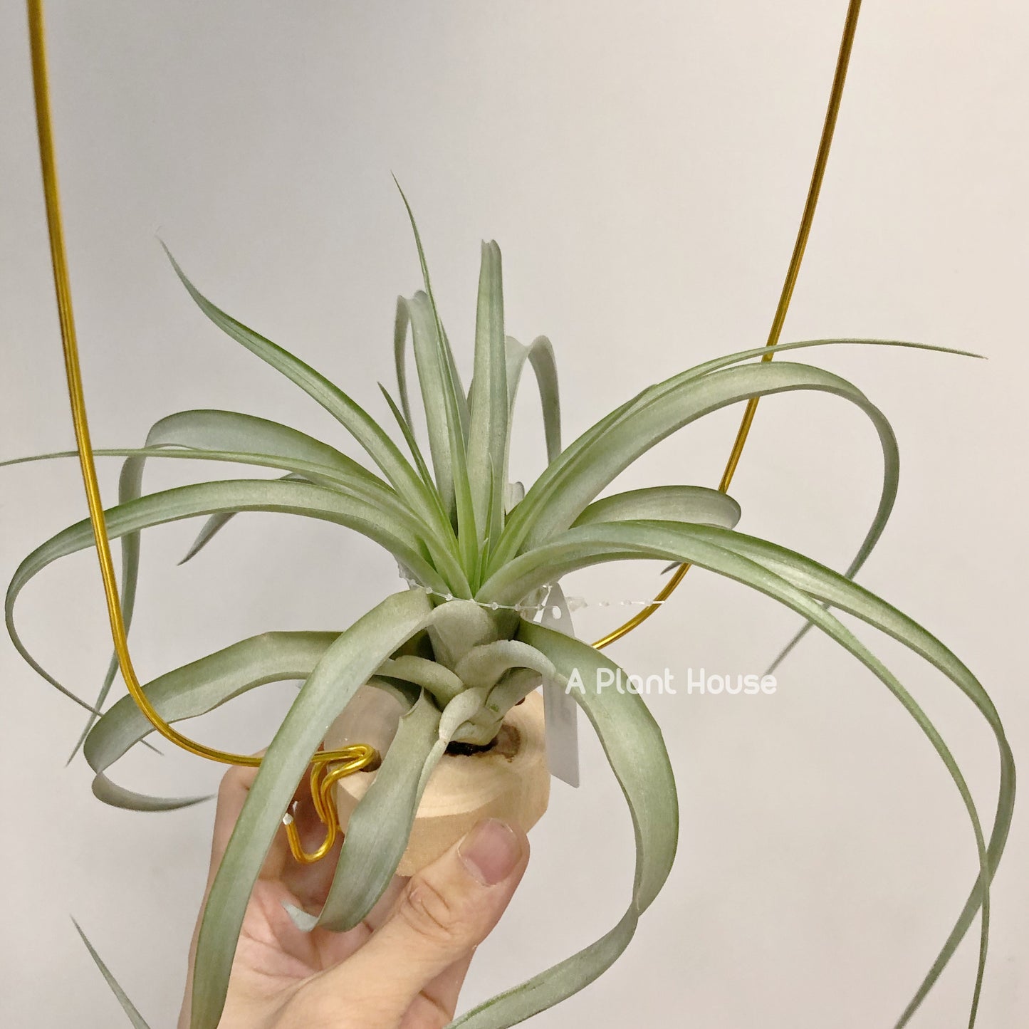 Tillandsia Sphaerocephala x Streptophylla