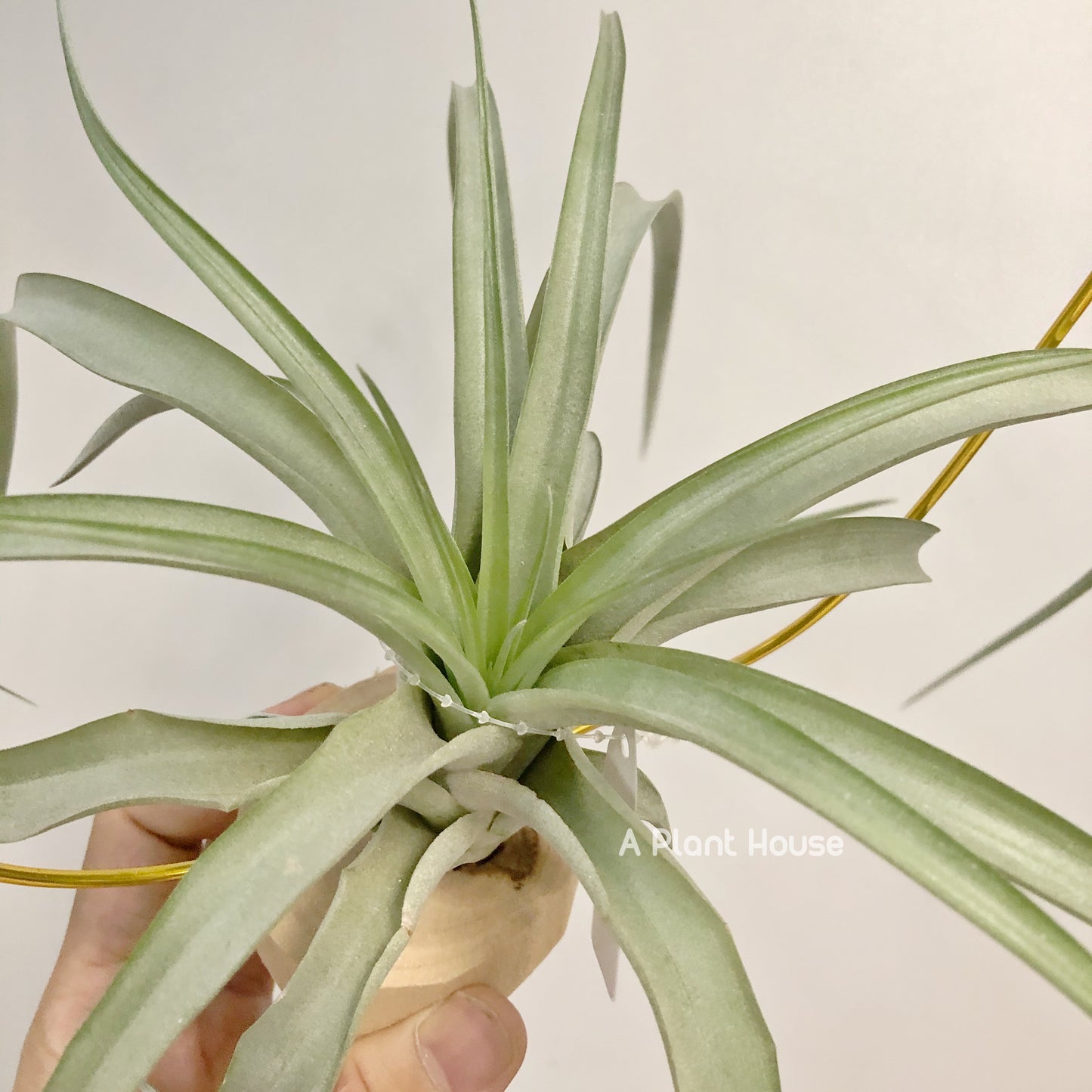 Tillandsia Sphaerocephala x Streptophylla