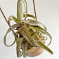 Tillandsia Red Robin