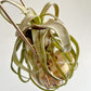 Tillandsia Red Robin