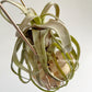 Tillandsia Red Robin