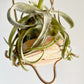 Tillandsia Red Robin